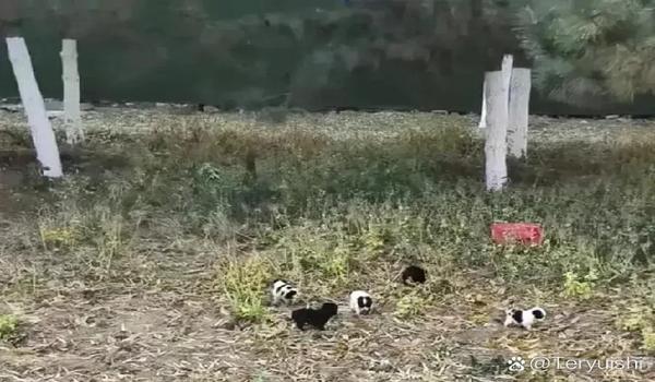 三角洲寻血猎犬没有浮木(三角洲寻血猎犬没有浮木是什么意思?) 三角洲寻血猎犬没有浮木(三角洲寻血猎犬没有浮木是什么意思?)